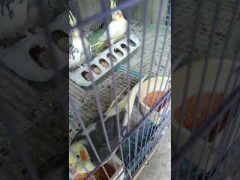 10 ninfas hermosas👌🏼👌🏼👍🏼👍🏼✌🏼✌🏼😍😍🤗🤗