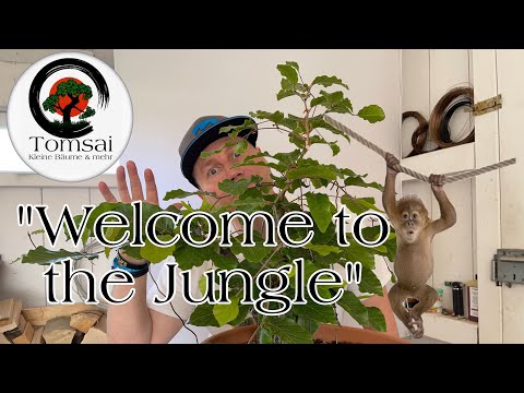 "Welcome to the Jungel" Yamadori Rotbuchen Bonsai 45/22