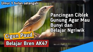 Download lagu Burung Cigun Ngriwik Belajar Bren AK47, Cocok untuk Pancingan Cigun Agar Bunyi dan Ngriwik mp3