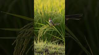 Download lagu Burung Cici Padi #burungkicaudialamliar #nature #birds #burungcicipadi mp3 Download lagu Burung Cici Padi #burungkicaudialamliar #nature #birds #burungcicipadi mp3