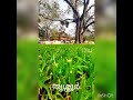 Onnam Ragam Padi Instrumental Trissur