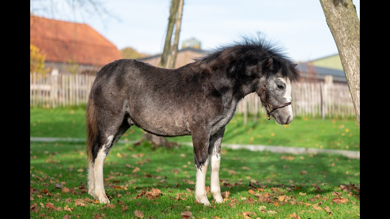 Sumrin Stevo (UITERWAARDENS SPECIAL GIFT x RHESFAIR JOE CHWEDL) video 2