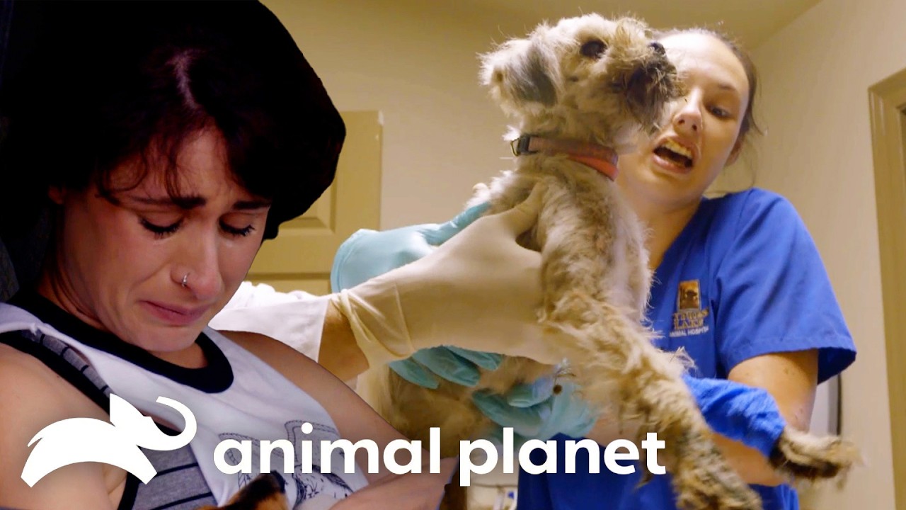 Villalobo's Craziest and Most Devastating Rescues! | Pit Bulls and Parolees | Animal Planet