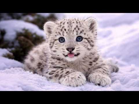 When Cute Baby Animals Get Caught Being Goofy 😂 Funniest Animals Video Ever