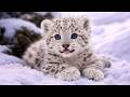 When Cute Baby Animals Get Caught Being Goofy Funniest Animals Video Ever