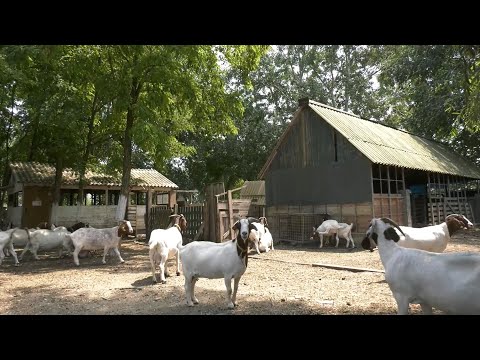 Uzgoj burskih koza na salašu Vase Zlokolice u Žablju