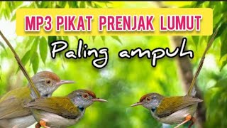 Download lagu MP3 PIKAT PRENJAK LUMUT PALING AMPUH mp3