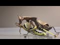Praying Mantis eating a whole Locust + Skinless - The Optimist