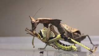 Praying Mantis eating a whole Locust + Skinless - The Optimist