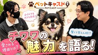 チワワの魅力を語ります！【ペットキャスト】