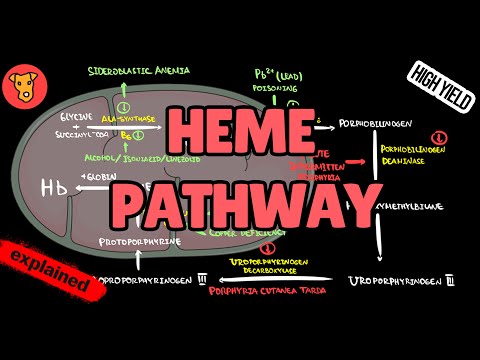 Heme Biosynthesis Disorders EXPLAINED: Pathway, Porphyrias & Biochemical Pathology (USMLE)