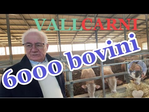 , title : 'VALL.CARNI S.R.L. Di Gigi Vallino alleva 6000 capi bovini e ne trasforma 150 a settimana.Marene (CN)'
