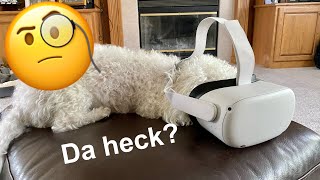 Dog Confused by Virtual Reality!
