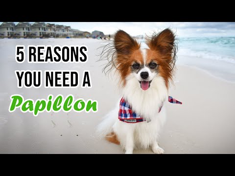 Top 5 Reasons You Need a Papillon Dog // Percy the Papillon Dog
