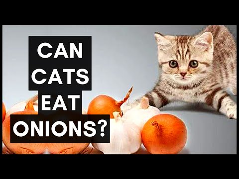 YouTube video about: Can cats have green onion?