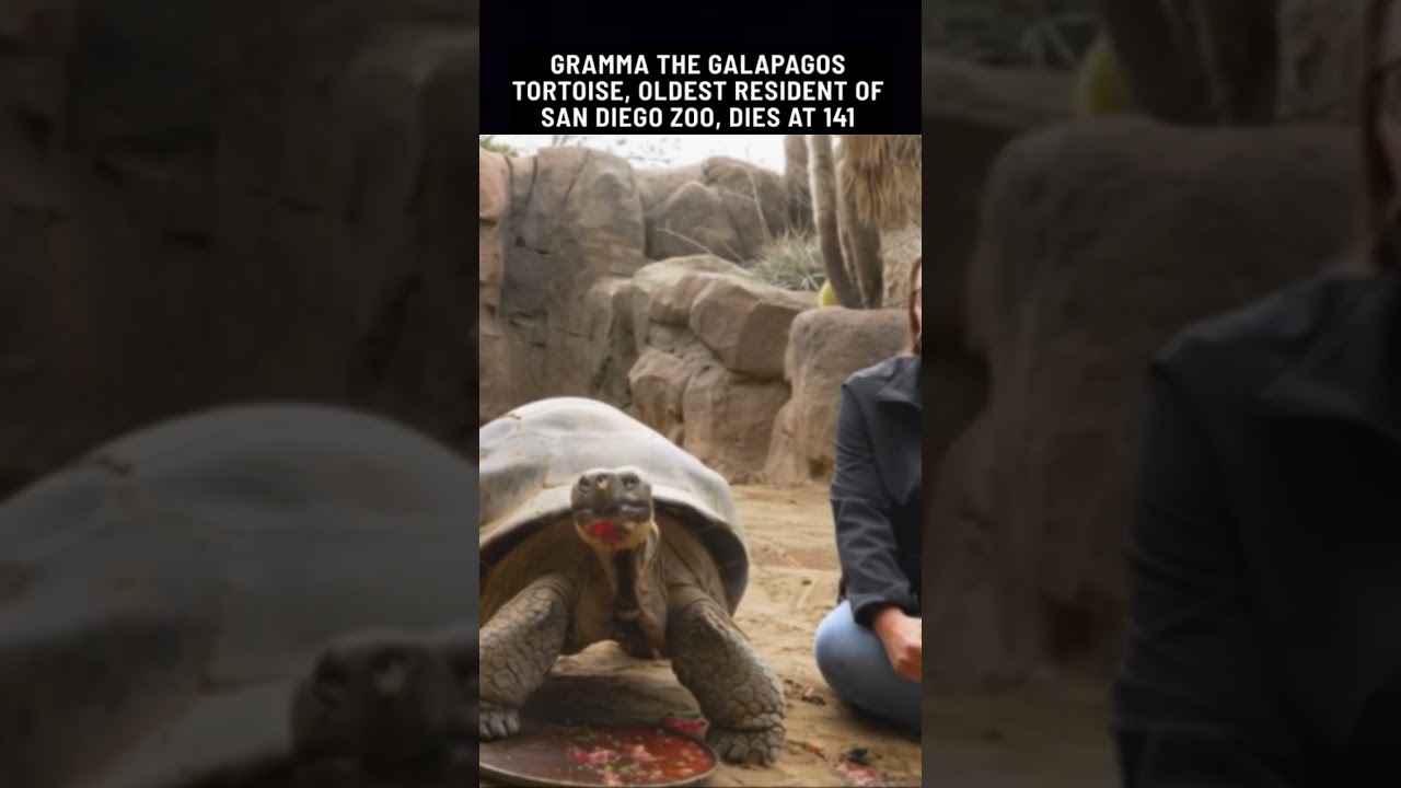 Zoo's Oldest Turtle Passes Away