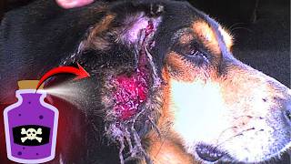 O PRODUTO QUE ANDA MATANDO VÁRIOS CÃES ALÉM DE MATAR AS BICHEIRAS E BERNES DE BOVINOS