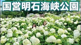 淡路島の紫陽花（アジサイ）名所　淡路島国営明石海峡公園