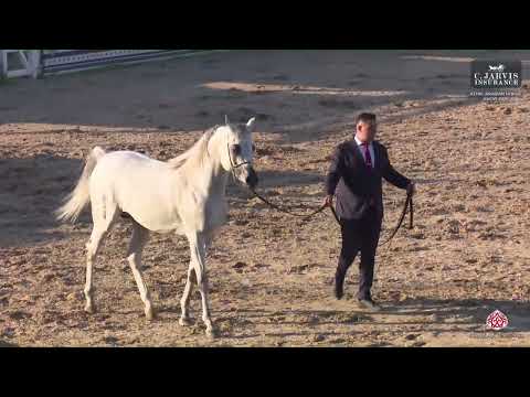 N 244 D ARGHAD   Athal Arabian Horse Show 2025   Stallions 7+ Years Old Class 10