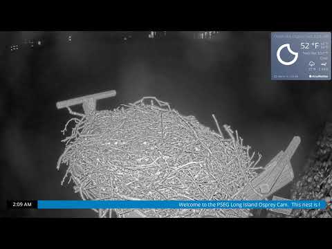 Osprey Webcam in Oyster Bay, NY