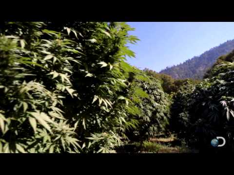 Green All Around | Weed Country