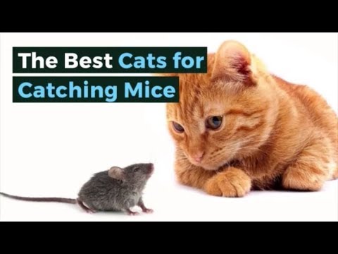 YouTube video about: Can declawed cats catch mice?