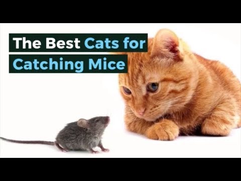 The Best Cats for Catching Mice