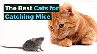The Best Cats for Catching Mice