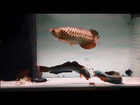 Channa Barca Attack Arowana Fish - Best Fighting Scene of Snakehead Fish