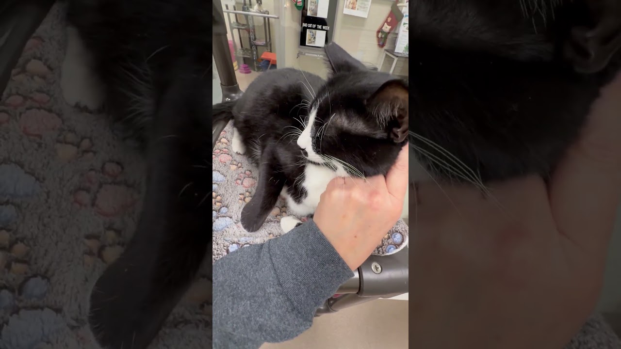 Cisco - big sweet loverboy!, a ADOPTABLE Domestic Short Hair in Oshkosh, WI video 6/6