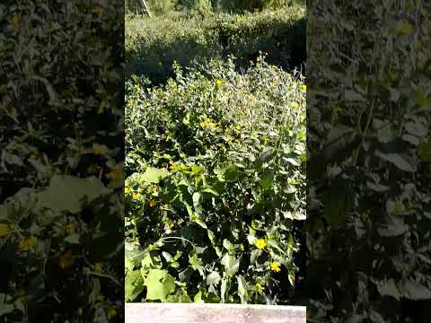 "hola hay alguien aqui, donde estoy?"#diamante #entre rios #parque predelta