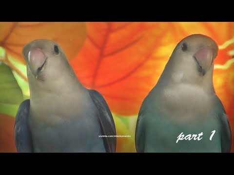Lovebird Roseicollis Chirping Sounds in The Morning: Blue and Green - Part 1