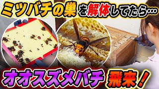 逃亡したミツバチの巣を解体しに行ったらオオスズメバチが飛来！