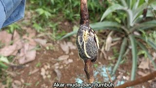 Download lagu Cara mencangkuk jambu Batu kaedah Tut berhasil mp3