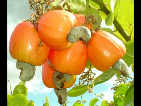 Prakatá Centrifugador