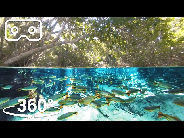 Predators Swim In The Super-Clear Waters Of South Brazil | VR 360 | Seven Worlds, One Planet