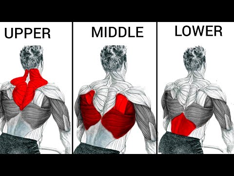 Top 4 Middle Back Upper Back & Lower Back - All Back Muscles Workout