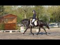 Stallion French Saddle Pony For sale 2020 Black