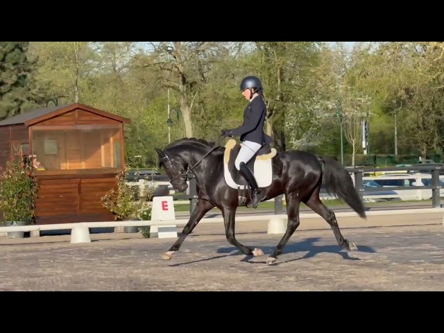 Stallion French Saddle Pony For sale 2020 Black