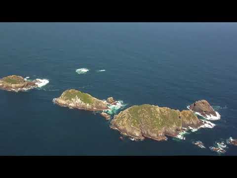 Wandering Foxbat - Maatsuyker Island