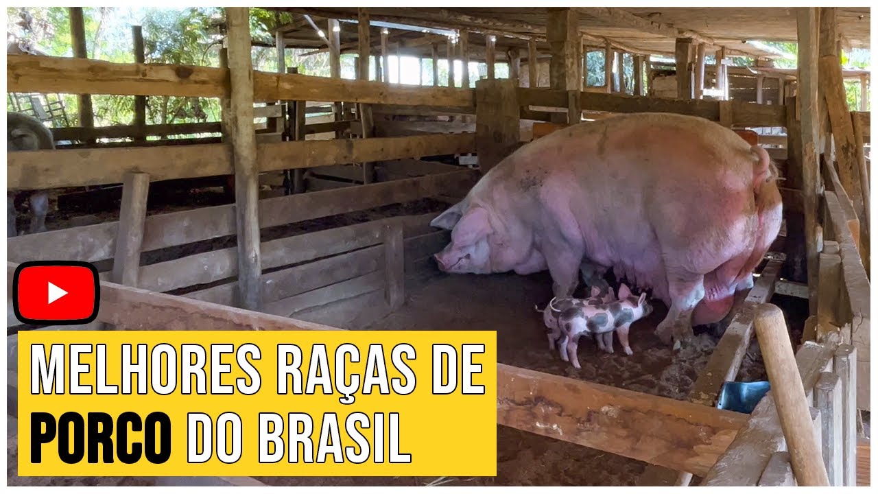 Criação de Porcos Gigantes: Pietrain + Large White + Landrace | 🚜 Roça Com Carvalho