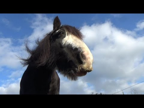 download lagu mp3 mp4 Irish Cob Horse, download lagu Irish Cob Horse gratis, unduh video klip Irish Cob Horse