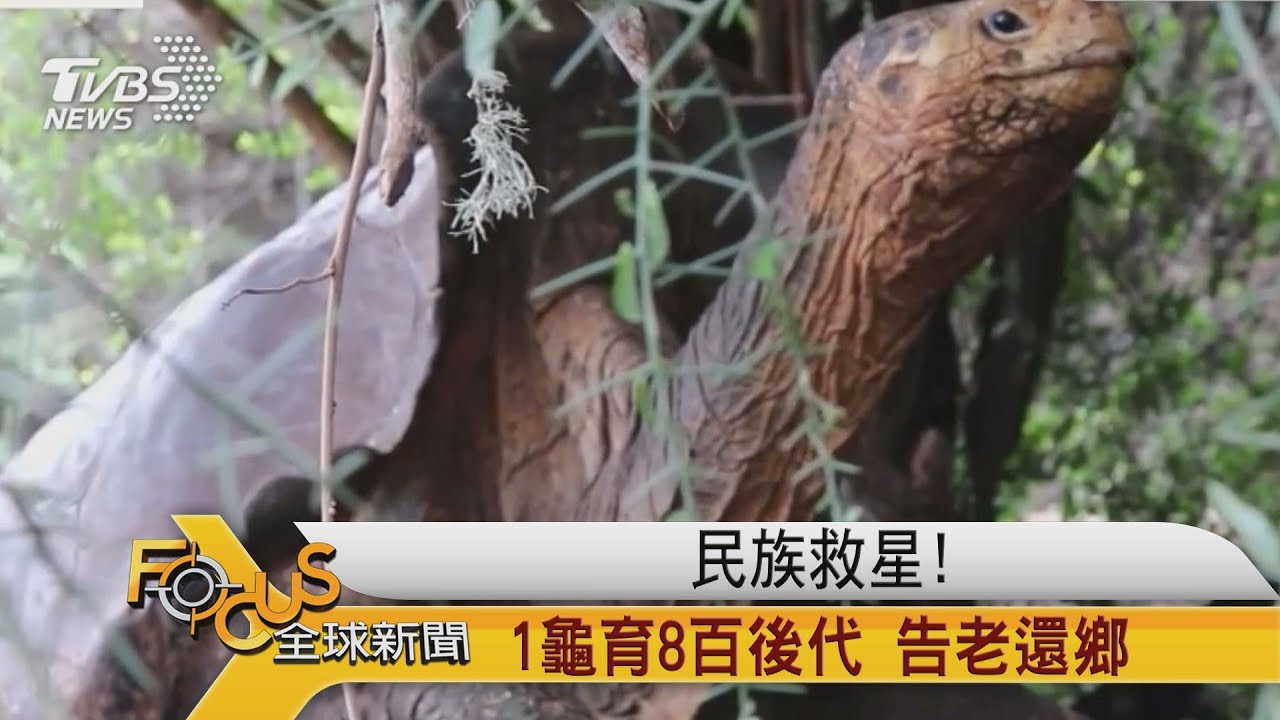 族群救星!1龜育8百後代.告老還鄉