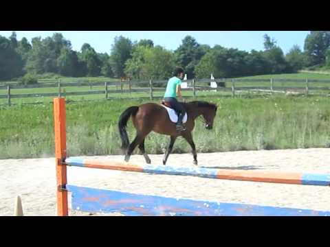 Fancy 12 year old Hunter for Sale on the Flat