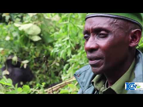 Gorille Bonane du PNKB  a été par la KFW