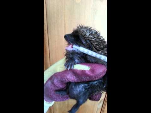 Bramwell, the hedgehog baby, says no to more food