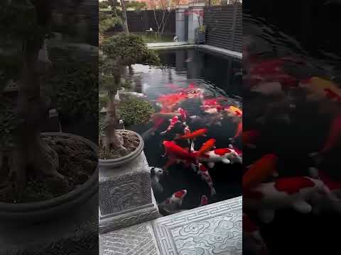 A Koi Fish Paradise: Watch This Huge Koi Pond