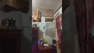 Download lagu suara burung wambi mini jantan betina bersautan..#shot.II u2 family mp3 Download lagu suara burung wambi mini jantan betina bersautan..#shot.II u2 family mp3