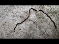 Toxic, invasive hammerhead worm spotted in North Texas, here's what you need to know | NBCDFW