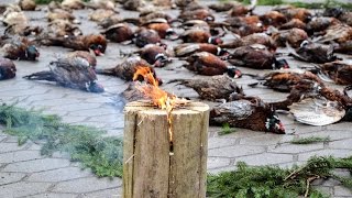 preview picture of video 'Tradicinė “Zala Arms” fazanų medžioklė Troškūnuose'